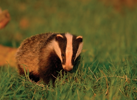 Badger by Andrew Parkinson -2020VISION