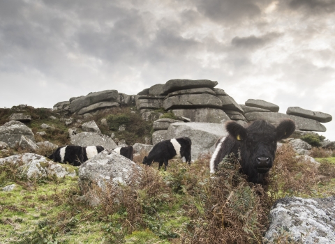 cattle on Helman Tor