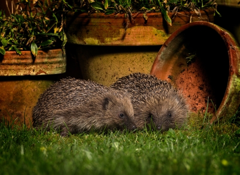 Hedgehogs