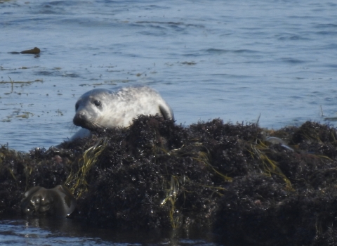 New seal halued out by Claire Lewis