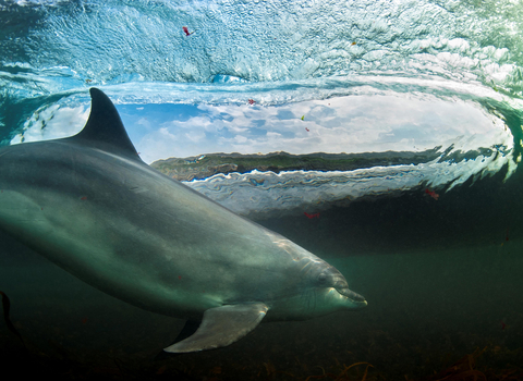 Bottlenose dolphin surfing by George Karbus