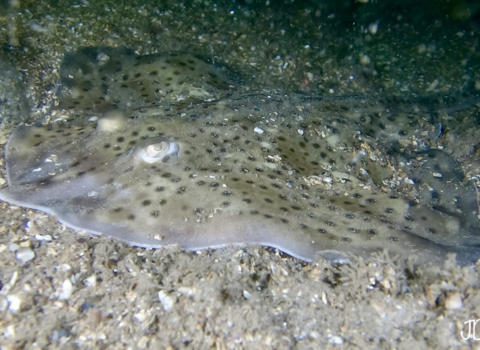 Spotted ray