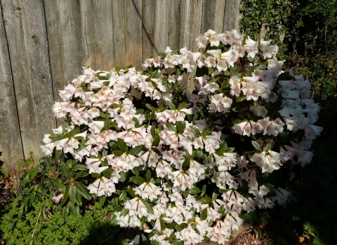 Rhododendron 'Countess of Haddington'