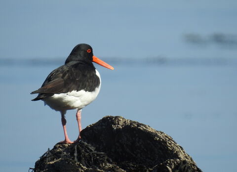 Oystercatcher from by Claire Lewis