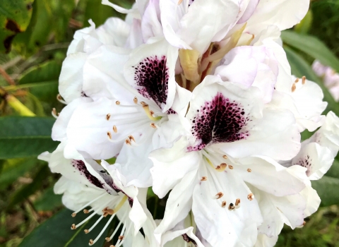 Rhododendron (Sappho)