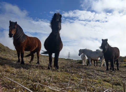 Ponies grazing at Upton Towans - Andy Nelson