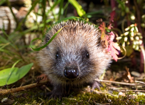 Hedgehog in garden