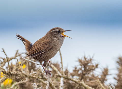 Wren