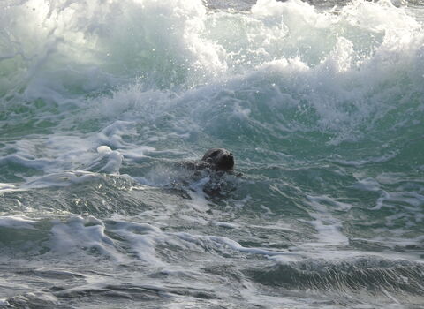 Seal amongst the waves in the winter surf