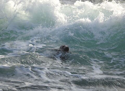 Seal in the winter surf