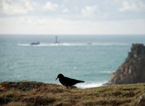 Chough at Lands End, Image by Pete Warman