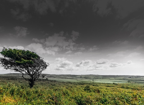 State of Nature Cornwall 2020