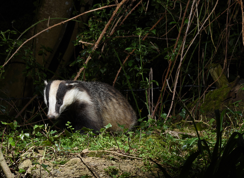 Badger in woodland