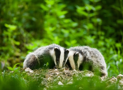 Badgers amongst greenery