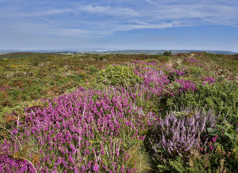 Lowland Heathland County Wildlife Site