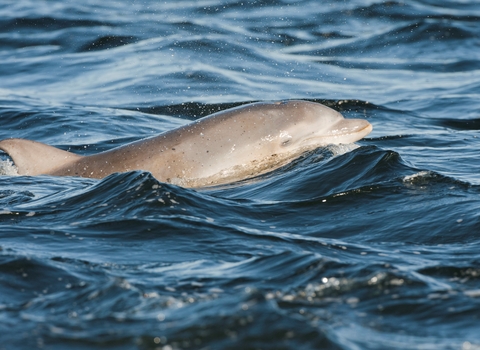 Bottlenose dolphin calf breaking the surface