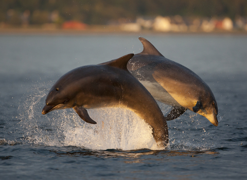 A social group of Bottlenose Dolphins playing in golden evening light