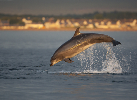 Bottlenose Dolphin making a splash