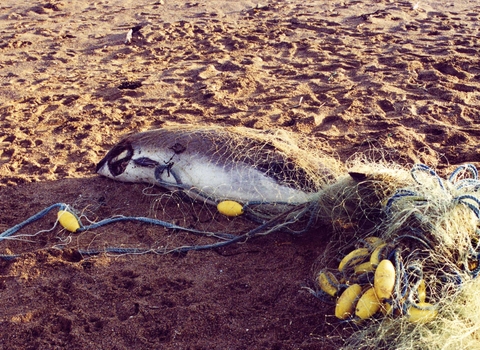 Porpoise entangled in a fishing net