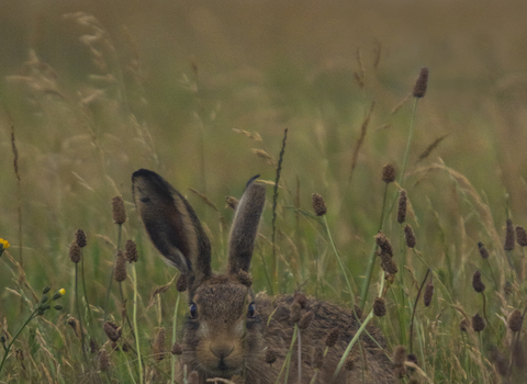 Hare amongst the teasels