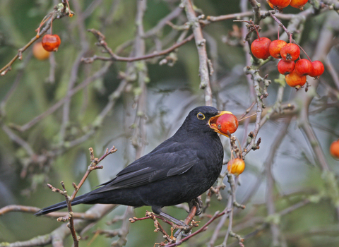 Blackbird with crab apple c Nicholas Watts
