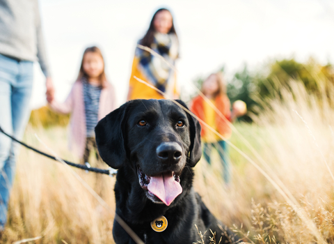 Black Labrador