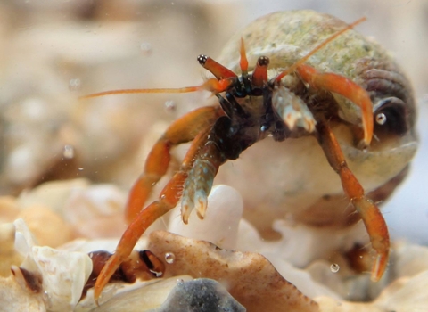 St Piran's Crab rediscovered in Falmouth in 2016, Image by Shoresearch Cornwall