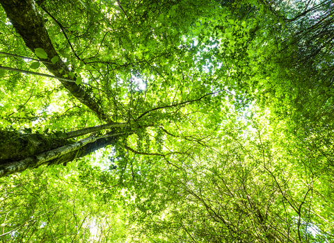 Looking up through canopy at Cabilla Woods