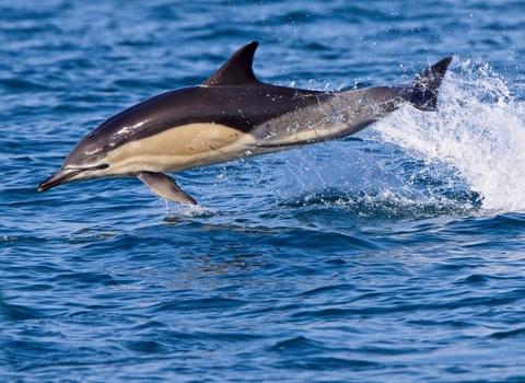 Common Dolphin, Image by Tony Mills (featured in Cornwall Wildlife Trust's 2022 Wild Cornwall Calendar)