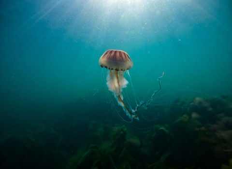Compass Jellyfish, Image by Martin Stevens (featured in Cornwall Wildlife Trust's 2022 Wild Cornwall Calendar)