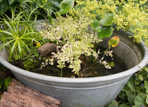 Pond in a bucket - Edda Dupree