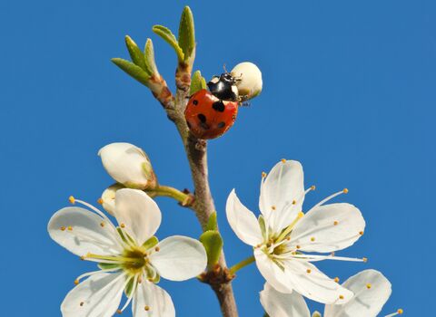 Ladybird on blackthorn, Image by Guy Edwardes/2020VISION