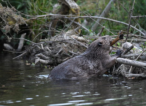 Beaver dam building activity, Image by David Parkyn/Cornwall Wildlife Trust