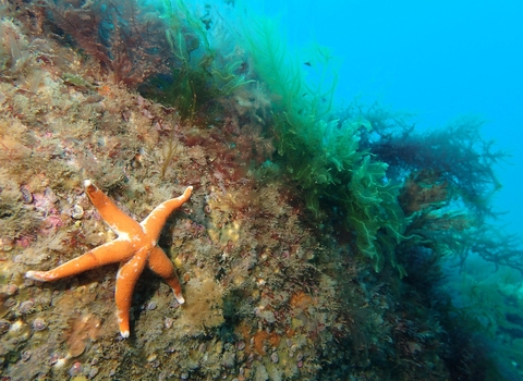 Bloody Henry Sea Starfish near Trevose Head, Image by Matt Slater