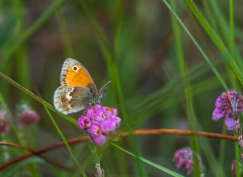 A large heath butterfly nectaring on a heather flower