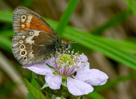 A large heath butterfly feeding on nectar from a flower