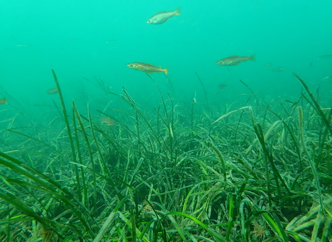 Pollack in seagrass nursey, Image by Cornwall Wildlife Trust's Matt Slater