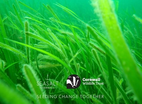 Seeding Change Together: A Seasalt Cornwall and Cornwall Wildlife Trust Partnership Project (Seagrass Image by Matt Slater)