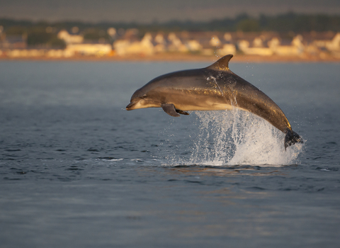 Bottlenose Dolphin - John MacPherson/2020VISION