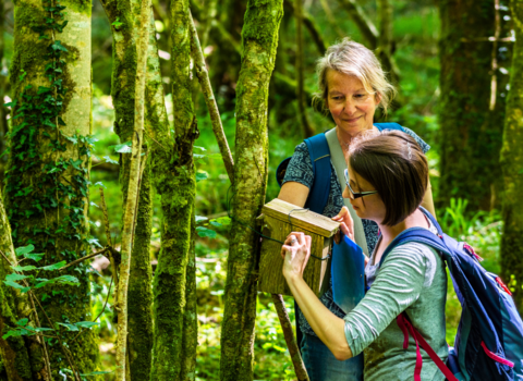 Volunteers checking dormouse boxes at Cornwall Wildlife Trust's Cabilla & Redrice nature reserve. Image by Ben Watkins