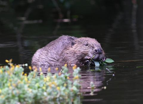 David Parkyn - David Parkyn/ Cornwall Wildlife Trust