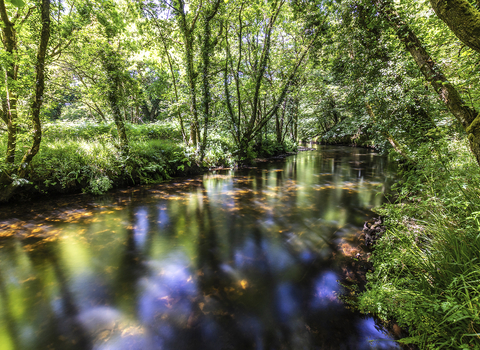 River Fowey from Cornwall Wildlife Trust's Cabilla & Redrice Wood nature reserve. Image by Ben Watkins