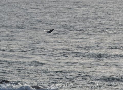 Humpback whale photographed near the Lizard Peninsula and sent to Cornwall Wildlife Trust, Image by George Deacon