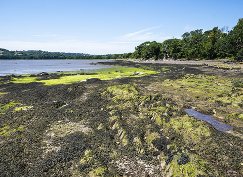 Tamar Estuary landscape by Ben Watkins