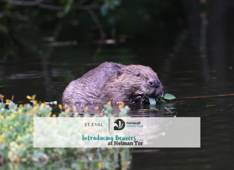 St. Eval beaver