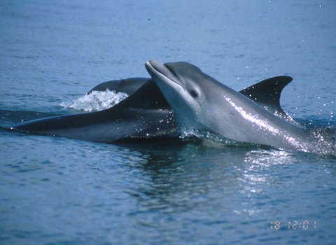 Bottlenose dolphin, mother and calf. Image Simon Ingram