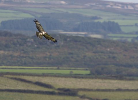 Buzzard over Bartinney nature reserve