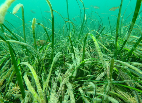 Seagrass
