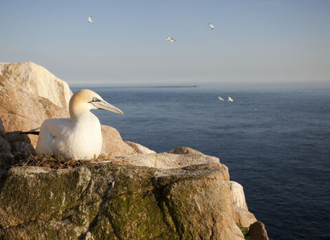 Gannet nesting on cliff, The Wildlife Trusts