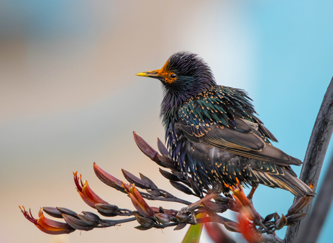 Common starling feeding on pollen of New Zealand flax
